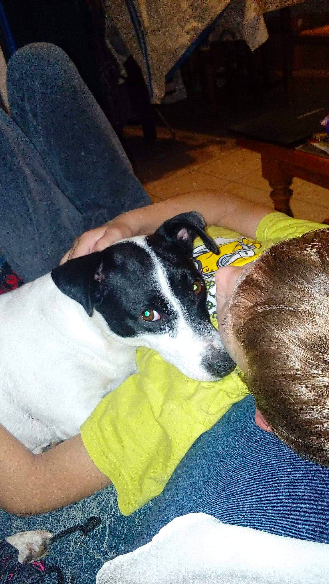 Laly a rejoint le concours — aidez-le/la à gagner de superbes lots ! canidae, carnivore, chilean_fox_terrier, companion_dog, danish_swedish_farmdog, dog, dog_breed, feist, fox_terrier, japanese_terrier, mcnab, rat_terrier, ratonero_bodeguero_andaluz, smooth_fox_terrier, toy_fox_terrier