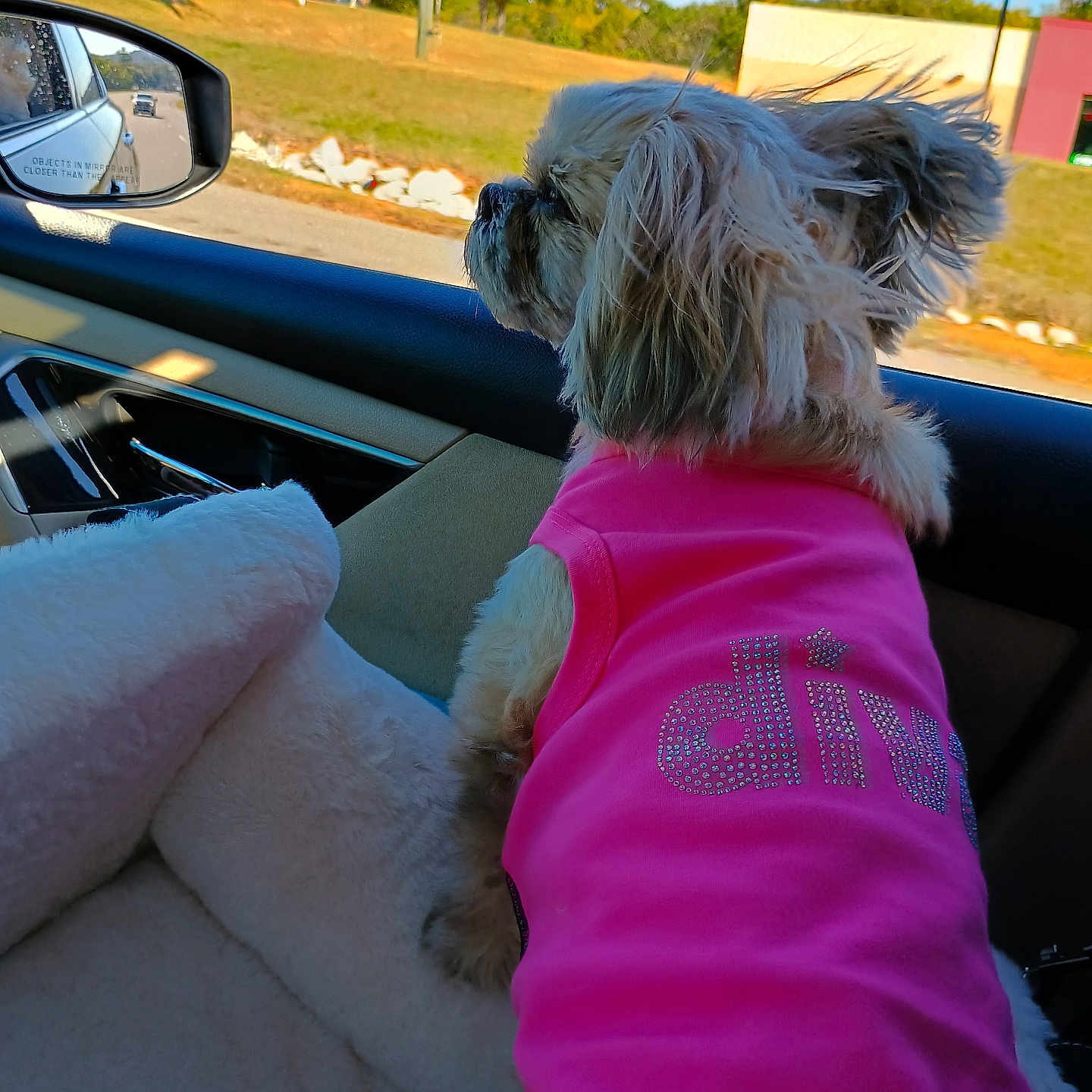 Gabby is registered to the contest to win money with this photo: alloywheel, animal, canine, car, carwheel, couch, cushion, dog, furniture, homedecor, machine, person, pet, puppy, spoke, terrier, tire, transportation, vehicle, wheel
