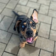 Loki is registered to the contest to win money with this photo: dog, puppy, blue_eye, brown_eye, happy, tongue_out, ears, looking_up, pavement, stone_floor, outdoor, pet, canine, animal, close_up, mixed_breed, playful, fur, young, adorable