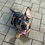dog, puppy, blue_eye, brown_eye, happy, tongue_out, ears, looking_up, pavement, stone_floor, outdoor, pet, canine, animal, close_up, mixed_breed, playful, fur, young, adorable
