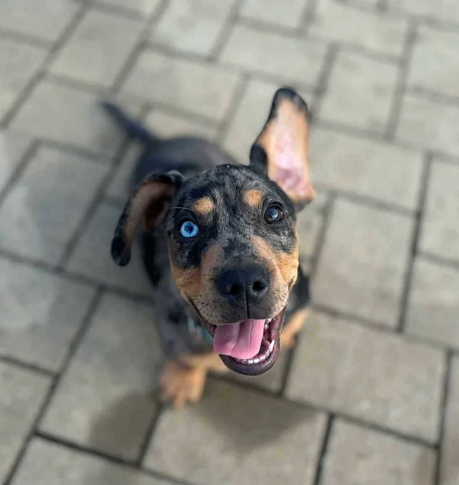 Loki