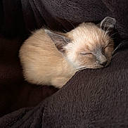 Moon participe au concours pour gagner de l'argent avec cette photo : animal, blanket, cat, cozy, cute, domestic_cat, feline, fur, indoor, kitten, mammal, nap, peaceful, pet, rest, siamese, sleeping, soft, whiskers, young