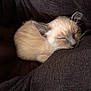 animal, blanket, cat, cozy, cute, domestic_cat, feline, fur, indoor, kitten, mammal, nap, peaceful, pet, rest, siamese, sleeping, soft, whiskers, young