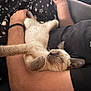 Moon participe au concours pour gagner de l'argent avec cette photo : animal, arm, black_tshirt, blanket, casual, cat, comfort, cozy, cute, fur, indoor, kitten, nap, person, pet, relaxing, resting, sleeping, stars, whiskers