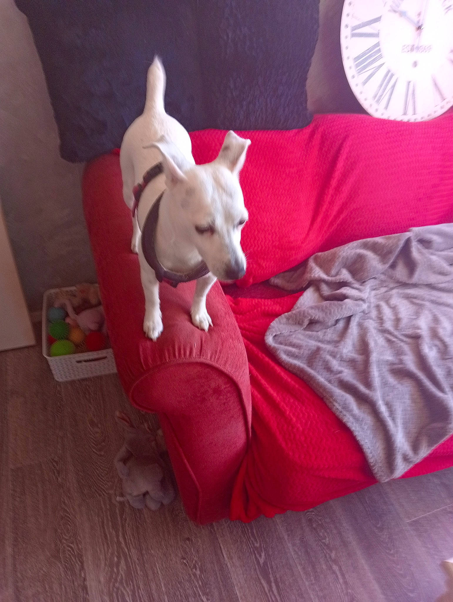 Kissi participe au concours pour gagner de l'argent avec cette photo : canidae, carmine, carnivore, comfort, companion_dog, couch, dog, dog_breed, dog_supply, fawn, felidae, flooring, hardwood, magenta, mechanical_fan, sporting_group, tail, toy_dog, wood, working_animal