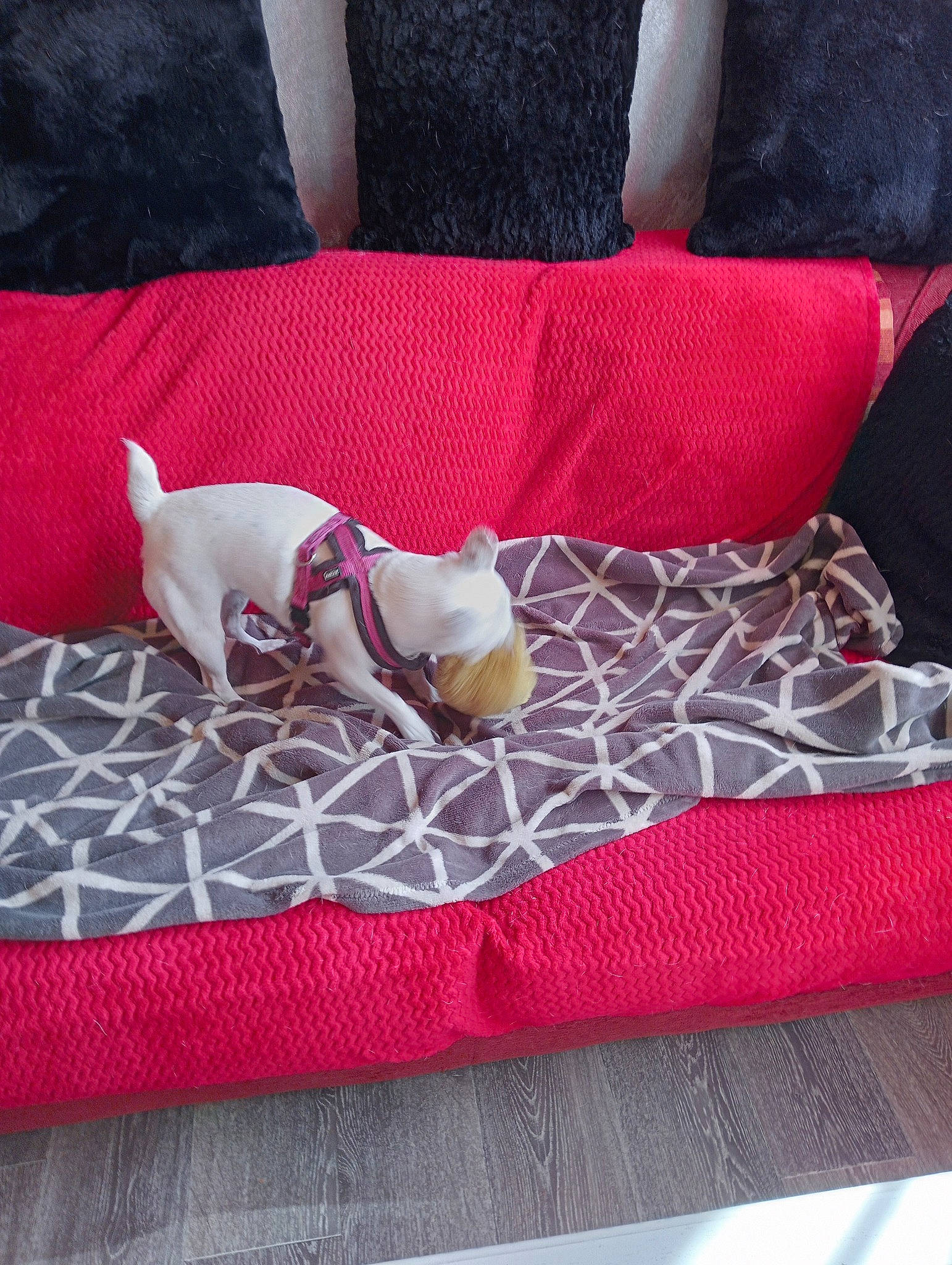 Kissi a rejoint le concours — aidez-le/la à gagner de superbes lots ! carmine, carnivore, collar, comfort, companion_dog, couch, dog, dog_breed, dog_collar, dog_supply, grey, linens, non_sporting_group, pattern, pet_supply, pillow, slipcover, sporting_group, throw_pillow, working_animal