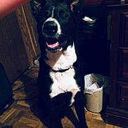 Bane is registered to the contest to win money with this photo: dog, black_and_white, indoor, parquet_floor, happy, pet, canine, sitting, wooden_door, trash_bin, cabinet, smiling, collar, floor, fur, domestic_animal, looking_up, shadow, mouth_open, ears_up