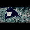 Bane joined the competition — help win amazing prizes! dog, grass, outdoor, black_and_white, pet, animal, lying_down, canine, nature, small_dog, fur, resting, side_view, domestic_animal, mammal, cute, companion, looking_away, screen, mobile_phone