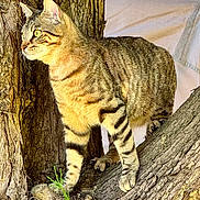 Harry participe au concours pour gagner de l'argent avec cette photo : cat, tabby_cat, tree, branch, outdoor, animal, pet, fur, whiskers, nature, sunlight, curious, stripes, mammal, climbing, alert, closeup, daylight, wildlife, wood