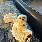 Ella is registered to the contest to win money with this photo: dog, white_dog, bed, bedspread, clothing, folded_clothes, indoor, pet, small_dog, curious_eyes, fur, collar, furniture, window, natural_light, room, textile, sitting, cute, domestic