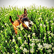 Koda is registered to the contest to win money with this photo: animal, brindle_coat, canine, dog, ears_up, field, grass, green_plants, happy, leash, nature, outdoor, pet, playful, spring, summer, sunlight, tail_up, white_chest, white_flowers