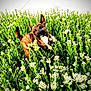 animal, brindle_coat, canine, dog, ears_up, field, grass, green_plants, happy, leash, nature, outdoor, pet, playful, spring, summer, sunlight, tail_up, white_chest, white_flowers