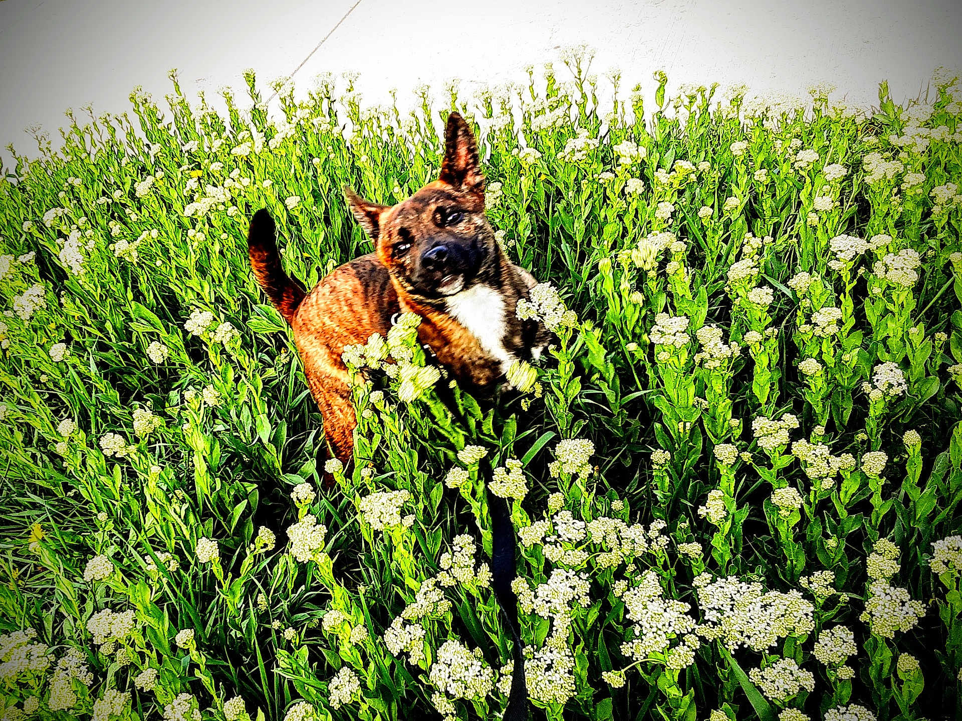 Koda