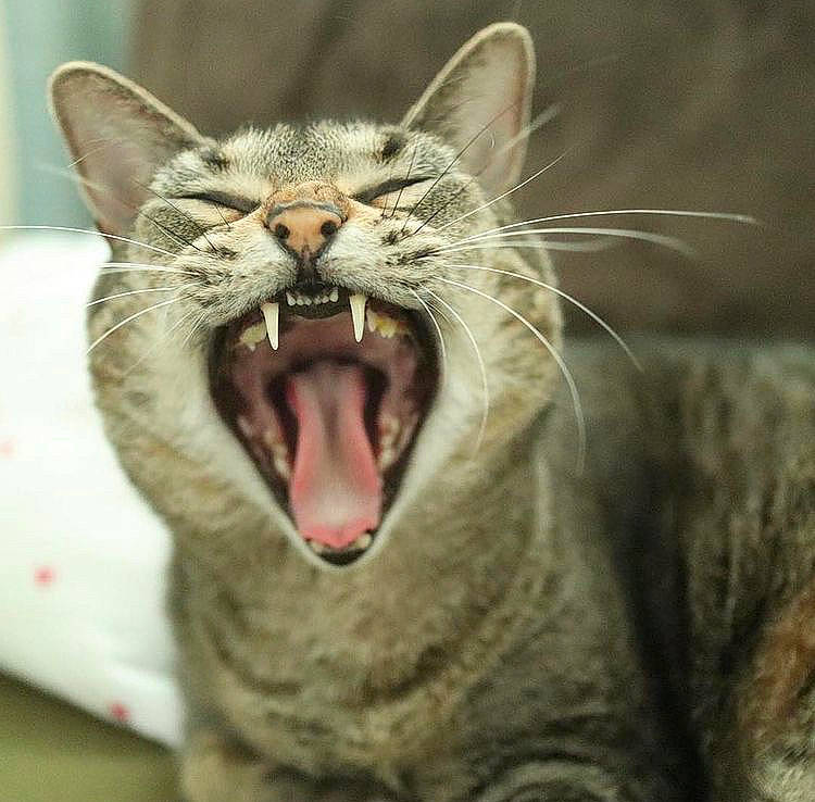Angel is registered to the contest to win money with this photo: carnivore, cat, claw, close_up, domestic_short_haired_cat, fang, felidae, fur, jaw, paw, roar, shout, small_to_medium_sized_cats, snout, terrestrial_animal, tooth, whiskers, wildlife, window, yawn