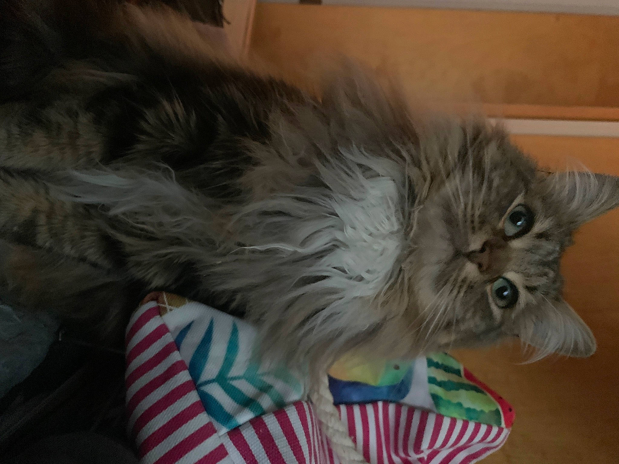 Miley is registered to the contest to win money with this photo: asian_semi_longhair, british_longhair, british_semi_longhair, carnivore, cat, domestic_long_haired_cat, felidae, fur, kitten, maine_coon, mammal, norwegian_forest_cat, persian, pixie_bob, ragamuffin, siberian, small_to_medium_sized_cats, vertebrate, whiskers