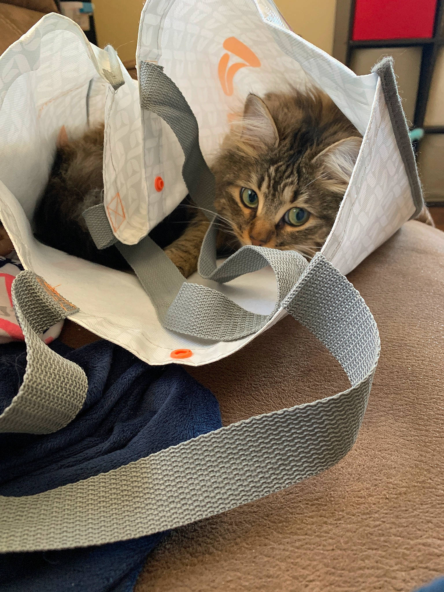 Miley is registered to the contest to win money with this photo: asian, carnivore, cat, domestic_short_haired_cat, european_shorthair, felidae, kitten, paper, paper_product, small_to_medium_sized_cats, tabby_cat, whiskers