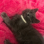 Luna is registered to the contest to win money with this photo: cat, kitten, gray_fur, pet, collar, feline, animal, cute, indoor, resting, pink_blanket, soft_texture, fur, whiskers, ears, paw, lying_down, young_animal, domestic_animal, curious