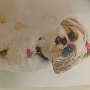 Sophie is registered to the contest to win money with this photo: canidae, carnivore, companion_dog, dog, dog_breed, drawing, ear, eye, lhasa_apso, non_sporting_group, nose, puppy, puppy_love, shih_tzu, snout, sporting_group, toy_dog