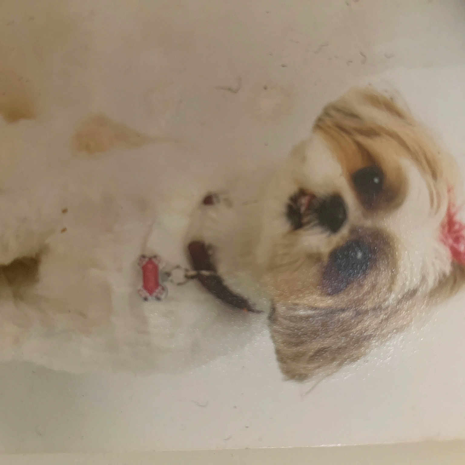 Sophie