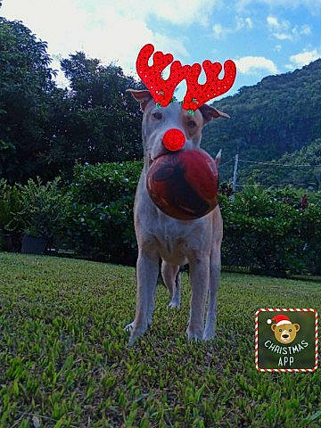 Hatchi a rejoint le concours — aidez-le/la à gagner de superbes lots ! art, cloud, fawn, fictional_character, grass, grassland, groundcover, landscape, lawn_ornament, meadow, mythical_creature, natural_landscape, party_supply, plant, sculpture, sky, tail, terrestrial_animal, tree, working_animal