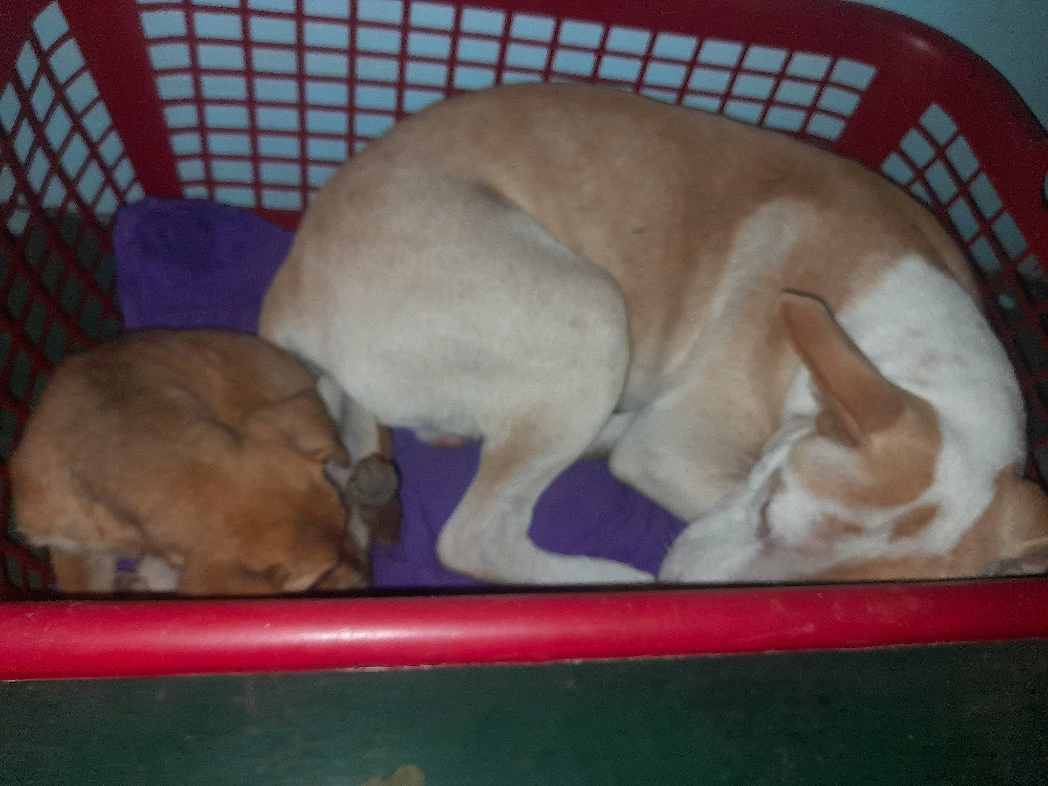 Hatchi participe au concours pour gagner de l'argent avec cette photo : animal_shelter, cage, canidae, carnivore, comfort, companion_dog, dog, dog_bed, dog_breed, dog_supply, fawn, nap, paw, pet_supply, snout, sporting_group, tail, terrestrial_animal, whiskers, working_animal