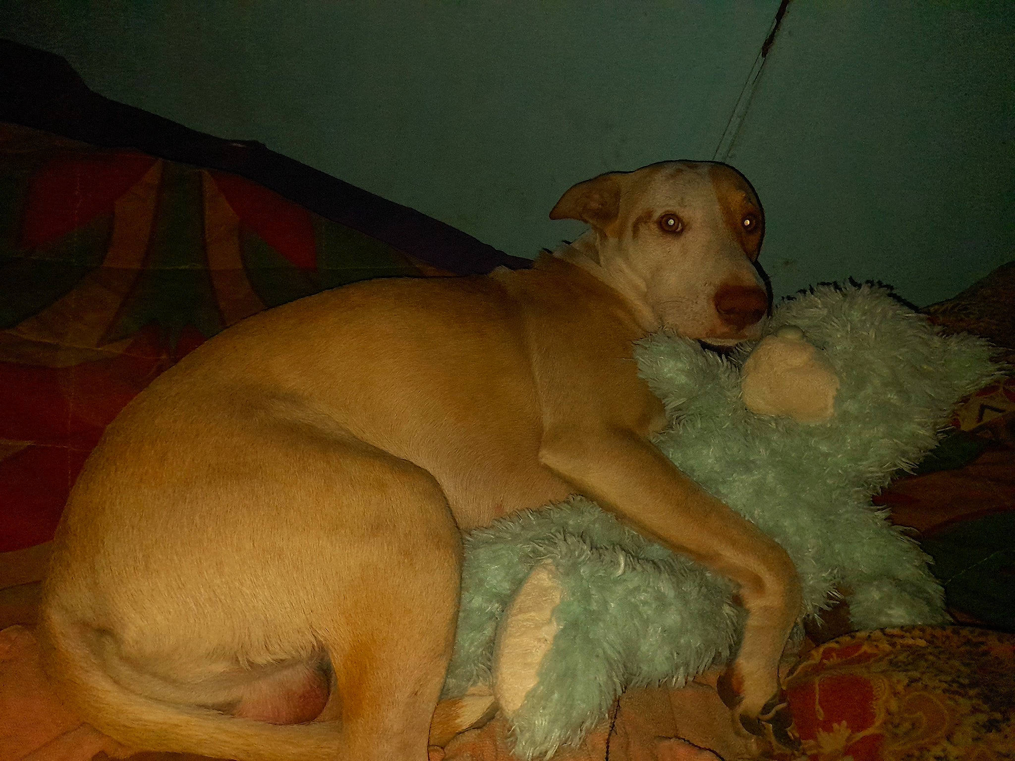 Hatchi a rejoint le concours — aidez-le/la à gagner de superbes lots ! canidae, carnivore, comfort, companion_dog, dog, dog_breed, fawn, liver, non_sporting_group, paw, sporting_group, tail, terrestrial_animal, working_animal