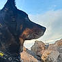 Yoda a rejoint le concours — aidez-le/la à gagner de superbes lots ! dog, side_profile, outdoor, rocks, sky, collar, black_fur, brown_markings, calm, pet, nature, daylight, animal, portrait, muzzle, whiskers, ears, landscape, serene, watchful