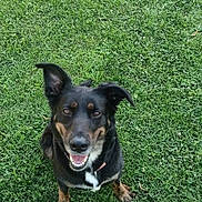 Yoda participe au concours pour gagner de l'argent avec cette photo : dog, grass, outdoor, pet, canine, happy, smiling, fur, ears, collar, nature, animal, greenery, playful, sitting, looking_up, friendly, daylight, mammal, tongue