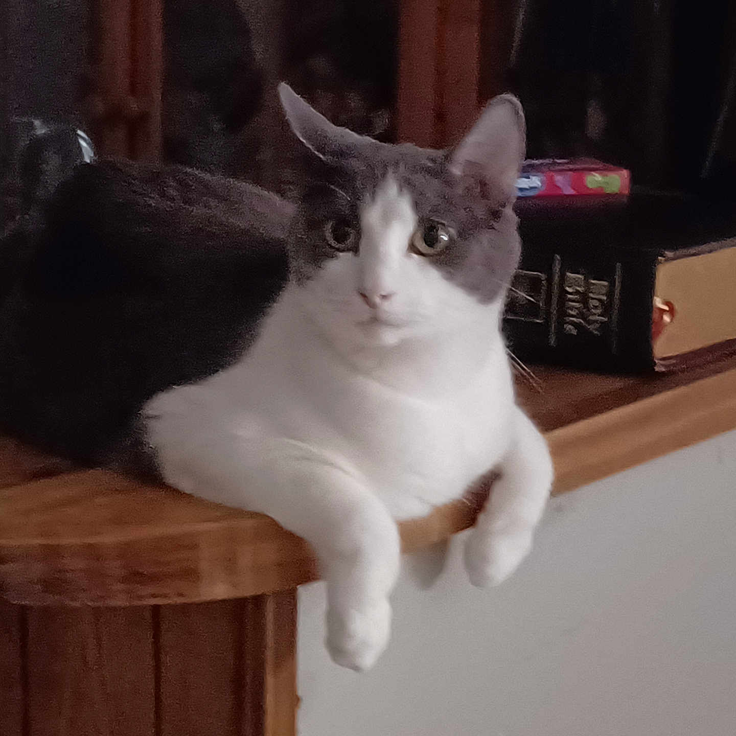 Simon is registered to the contest to win money with this photo: abyssinian, animal, bookcase, box, cat, closet, computer, cupboard, drawer, electronics, furniture, hardwood, laptop, manx, pc, pet, plywood, shelf, table, wood