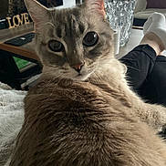 Yuki participe au concours pour gagner de l'argent avec cette photo : blue_eyes, cat, close_up, companion, couch, cozy, curious, decor, fur, furniture, glass_vase, indoor, legs, living_room, love_sign, person, pet, relaxing, socks, table