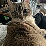 blue_eyes, cat, close_up, companion, couch, cozy, curious, decor, fur, furniture, glass_vase, indoor, legs, living_room, love_sign, person, pet, relaxing, socks, table