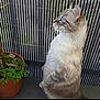 alert, animal, blue_eyes, cat, close_up, curious, domestic, fence, fur, gray_fur, indoor, mammal, pet, plant, potted_plant, side_view, standing, striped_background, whiskers, white_fur