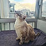 animal, blue_eyes, cat, daylight, domestic_animal, feline, fluffy, fur, home, house, indoor, light, looking_up, pet, quiet, relaxed, sitting, sunlight, towel, window