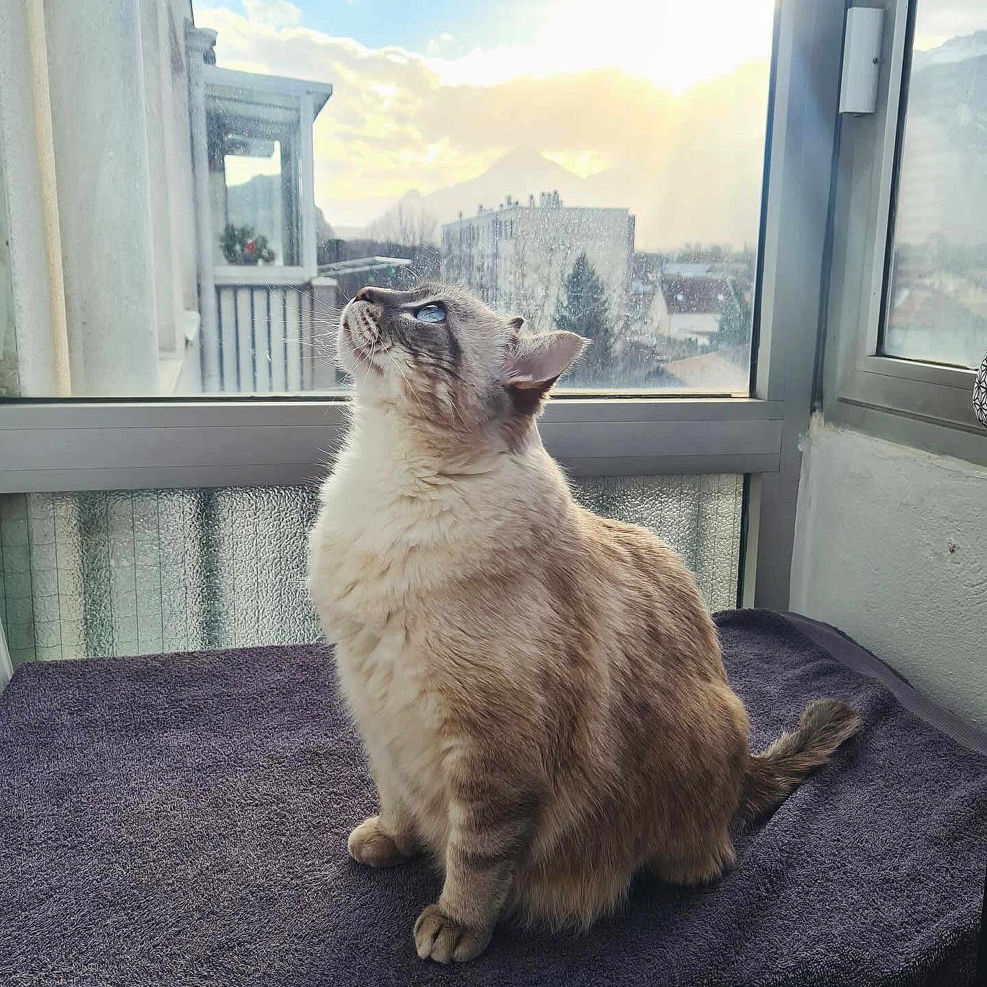 Yuki a rejoint le concours — aidez-le/la à gagner de superbes lots ! animal, blue_eyes, cat, daylight, domestic_animal, feline, fluffy, fur, home, house, indoor, light, looking_up, pet, quiet, relaxed, sitting, sunlight, towel, window