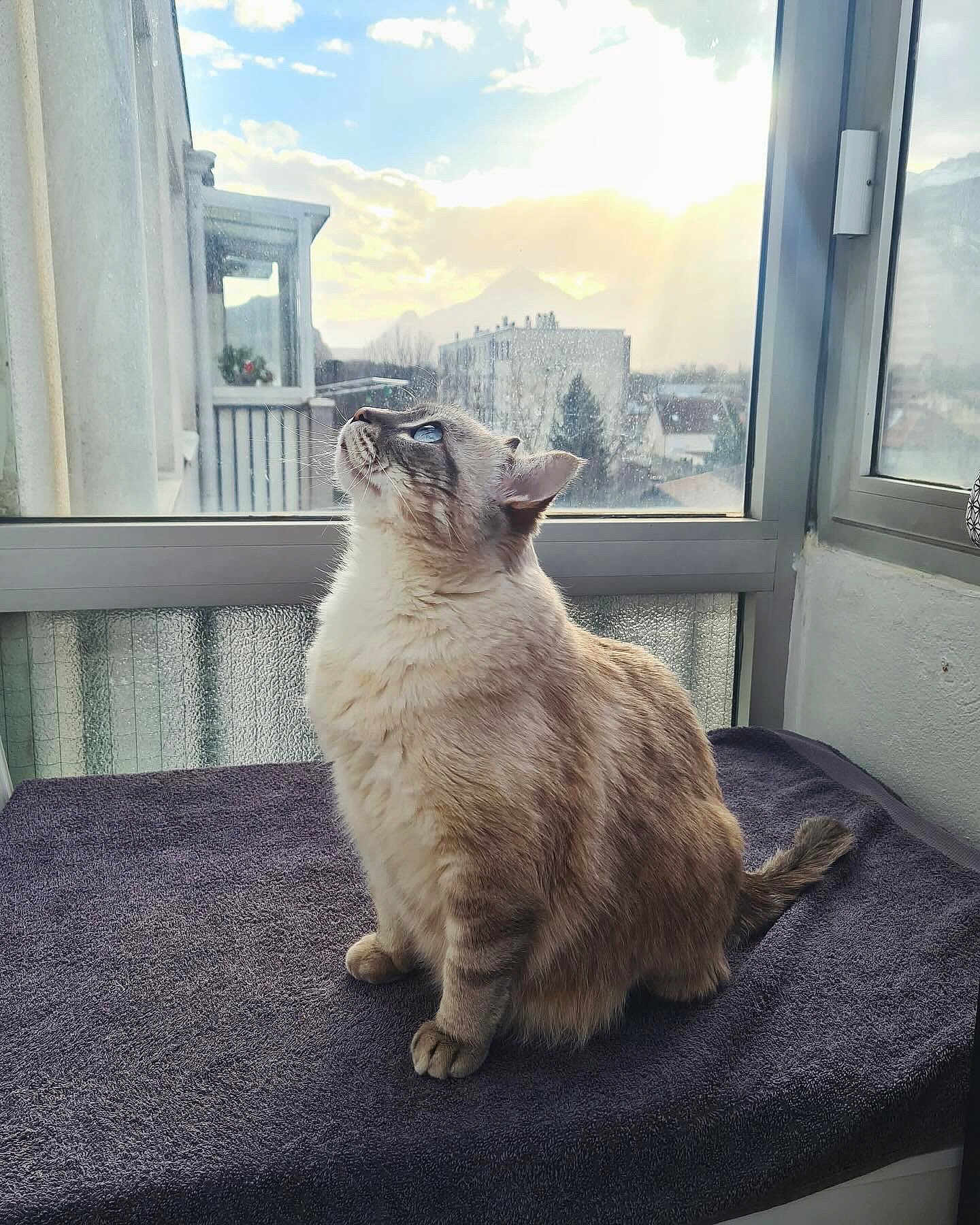 Yuki