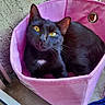 animal, balcony, black_cat, cat, chair, colorful, ears, feline, fur, golden_eyes, indoor, lounging, mesh_basket, pet, pink_basket, portrait, sitting, wall, whiskers, window