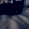 Minounette participe au concours pour gagner de l'argent avec cette photo : animal, bed, bedding, bedroom, black_cat, blanket, cat, dark, feline, flame_emoji, glowing_eyes, indoors, low_light, lying_down, metal_headboard, nighttime, pet, pointy_ears, portrait, text_overlay