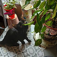 Minounette participe au concours pour gagner de l'argent avec cette photo : animal, black_cat, cat, flowerpot, greenery, home_decor, houseplants, indoor, lace, leaves, long_hair, lying_down, pet, portrait, potted_plants, sitting, sunlight, table, vase, window