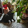 animal, black_cat, cat, flowerpot, greenery, home_decor, houseplants, indoor, lace, leaves, long_hair, lying_down, pet, portrait, potted_plants, sitting, sunlight, table, vase, window