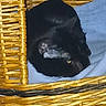 Minounette a rejoint le concours — aidez-le/la à gagner de superbes lots ! animal, basket, black_cat, blue, cat, close_up, cozy, curled_up, cushion, cute, furniture, furry, home, indoor, pet, portrait, relaxed, resting, sleeping, wicker