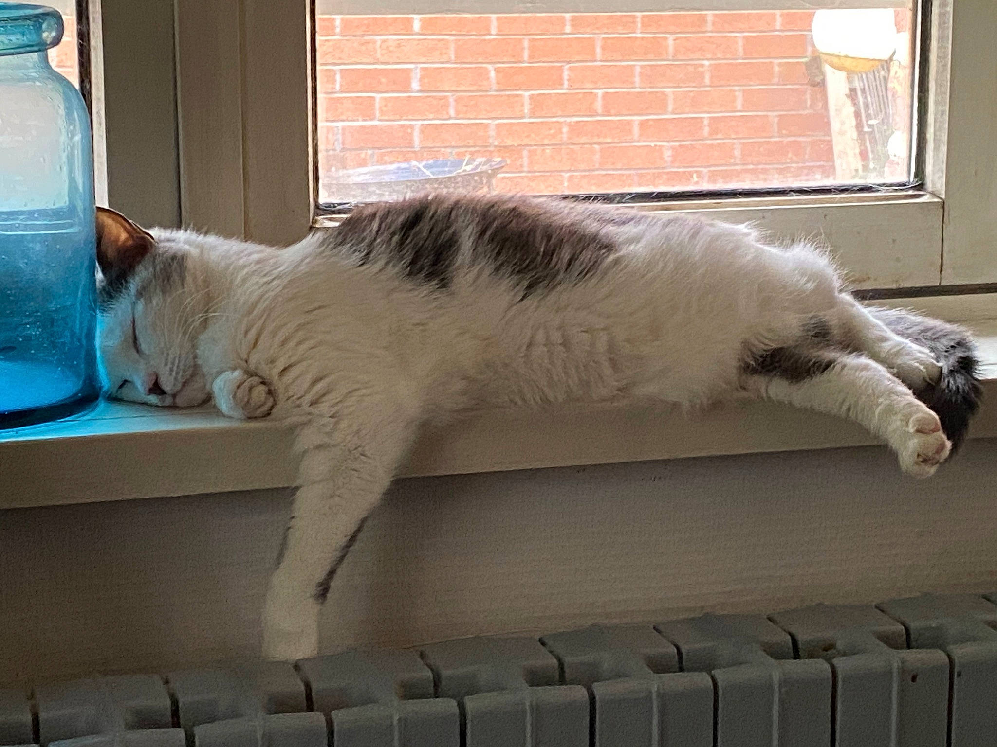 Lynette a rejoint le concours — aidez-le/la à gagner de superbes lots ! aegean_cat, carnivore, cat, domestic_long_haired_cat, felidae, fur, mammal, paw, polydactyl_cat, small_to_medium_sized_cats, tail, turkish_angora, turkish_van, whiskers