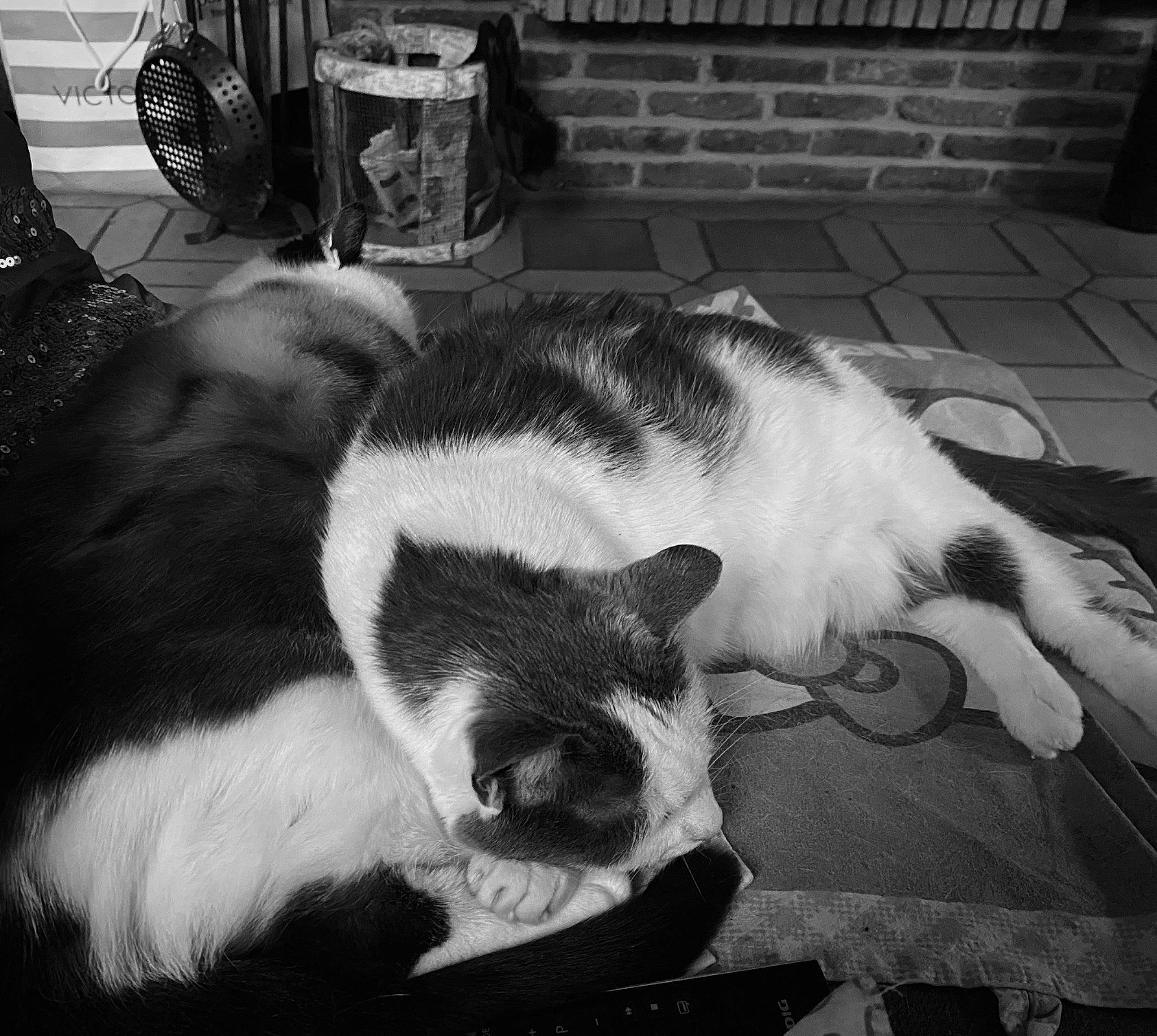 Lynette participe au concours pour gagner de l'argent avec cette photo : black, black_and_white, carnivore, cat, domestic_short_haired_cat, ear, eye, felidae, fur, monochrome, monochrome_photography, nap, photography, small_to_medium_sized_cats, snapshot, snout, style, tail, whiskers, white