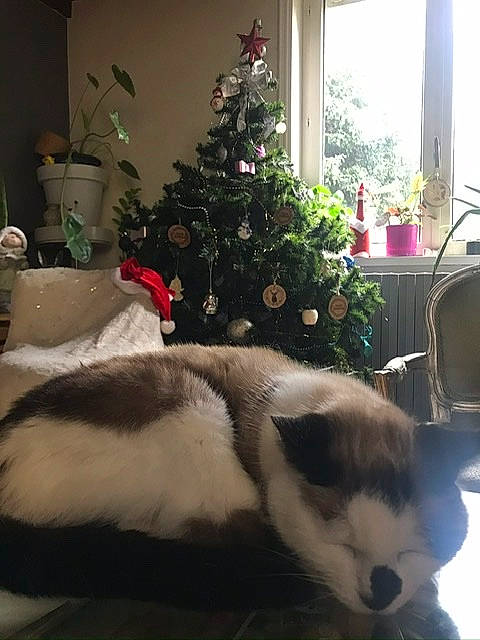 Choupinette participe au concours pour gagner de l'argent avec cette photo : canidae, carnivore, cat, christmas, christmas_decoration, christmas_eve, christmas_tree, fur, holiday, home, interior_design, siberian_husky, tail, tree