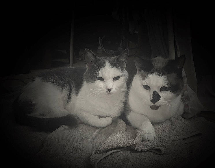 Choupinette a rejoint le concours — aidez-le/la à gagner de superbes lots ! aegean_cat, black, black_and_white, carnivore, cat, cloud, darkness, eye, felidae, fur, kitten, mammal, monochrome, monochrome_photography, night, norwegian_forest_cat, small_to_medium_sized_cats, snapshot, whiskers, white