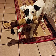 Hadès participe au concours pour gagner de l'argent avec cette photo : dog, toy, kitchen, tile_floor, white_dog, black_patch, plush_toy, pet, playful, shadow, rug, floor, indoor, animal, pet_toy, looking_up, ears, tail, home, curtain