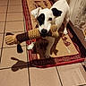 dog, toy, kitchen, tile_floor, white_dog, black_patch, plush_toy, pet, playful, shadow, rug, floor, indoor, animal, pet_toy, looking_up, ears, tail, home, curtain