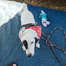 Hadès a rejoint le concours — aidez-le/la à gagner de superbes lots ! dog, white_dog, bandana, red_bandana, blue_mat, toy, plush_toy, leash, tire, vehicle, grass, footwear, sandals, outdoor, pet, animal, blur, black_patch, paw, shadow