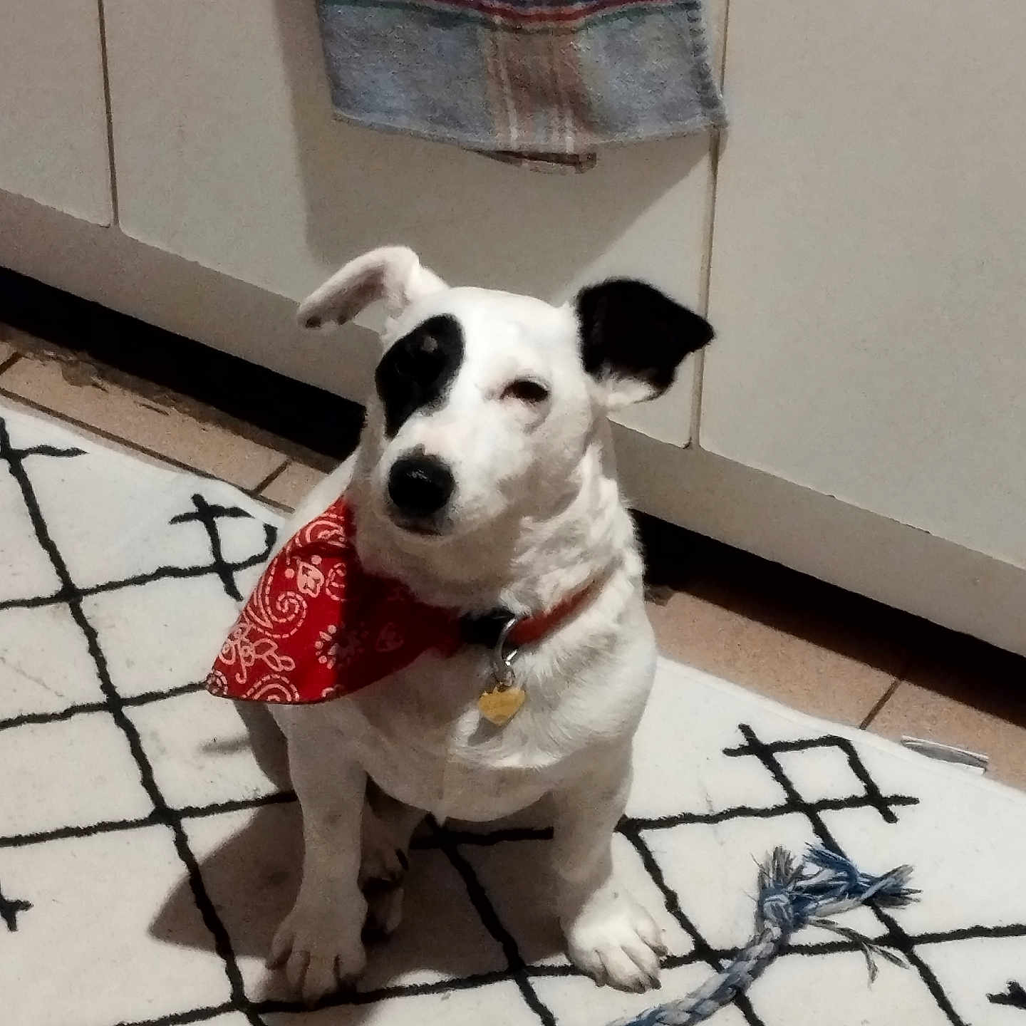 Hadès participe au concours pour gagner de l'argent avec cette photo : dog, pet, bandana, white_dog, black_patch, indoor, rug, floor, toy, rope_toy, kitchen, cabinet, tile_floor, collar, dog_tag, sitting, cute, small_dog, animal, domestic