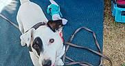 Hadès a rejoint le concours — aidez-le/la à gagner de superbes lots ! dog, white_dog, black_patch, leash, toy, blue_mat, grass, outdoor, vehicle, happy, pet, canine, playful, looking_up, summer, daylight, closeup, animal, domestic_animal, smiling