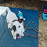 dog, white_dog, black_patch, leash, toy, blue_mat, grass, outdoor, vehicle, happy, pet, canine, playful, looking_up, summer, daylight, closeup, animal, domestic_animal, smiling